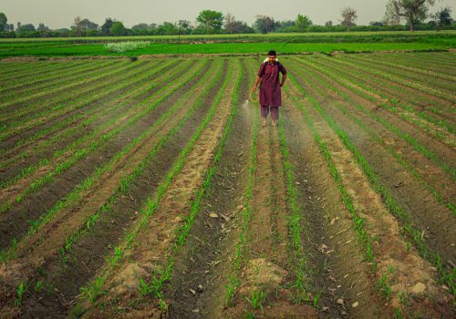 A farmer sprays crops in a vibrant green field, showcasing modern agriculture in Pakistan.